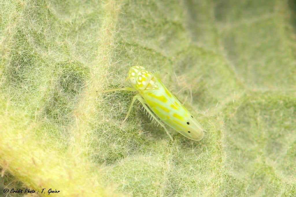 Cicadelle_Micantulina_stigmatipennis_20240321-1200px